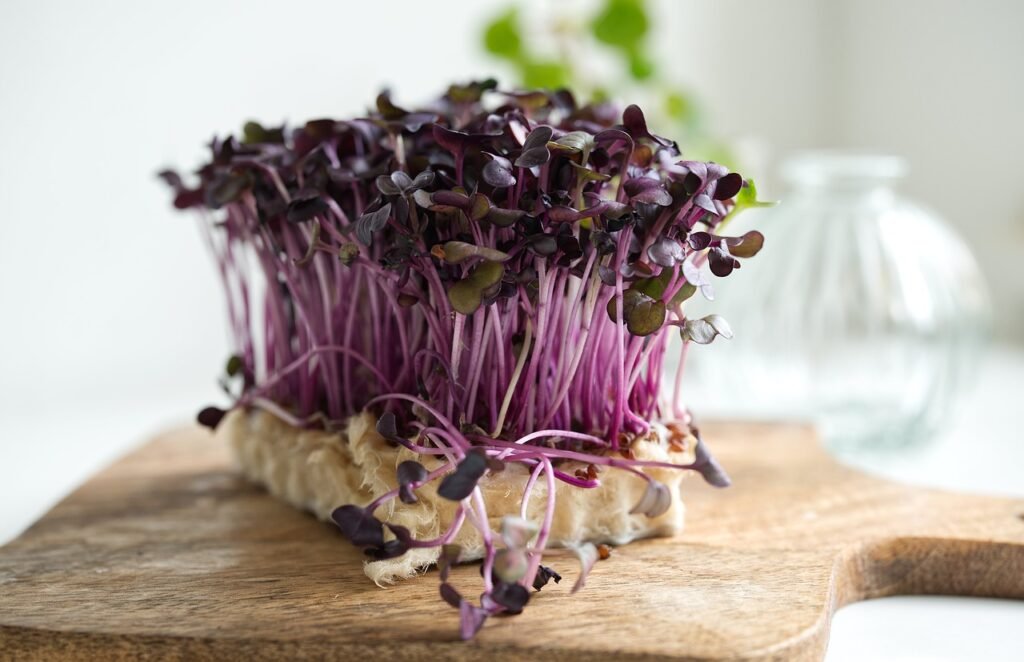 cress, radish cress, purchasing-5210671.jpg